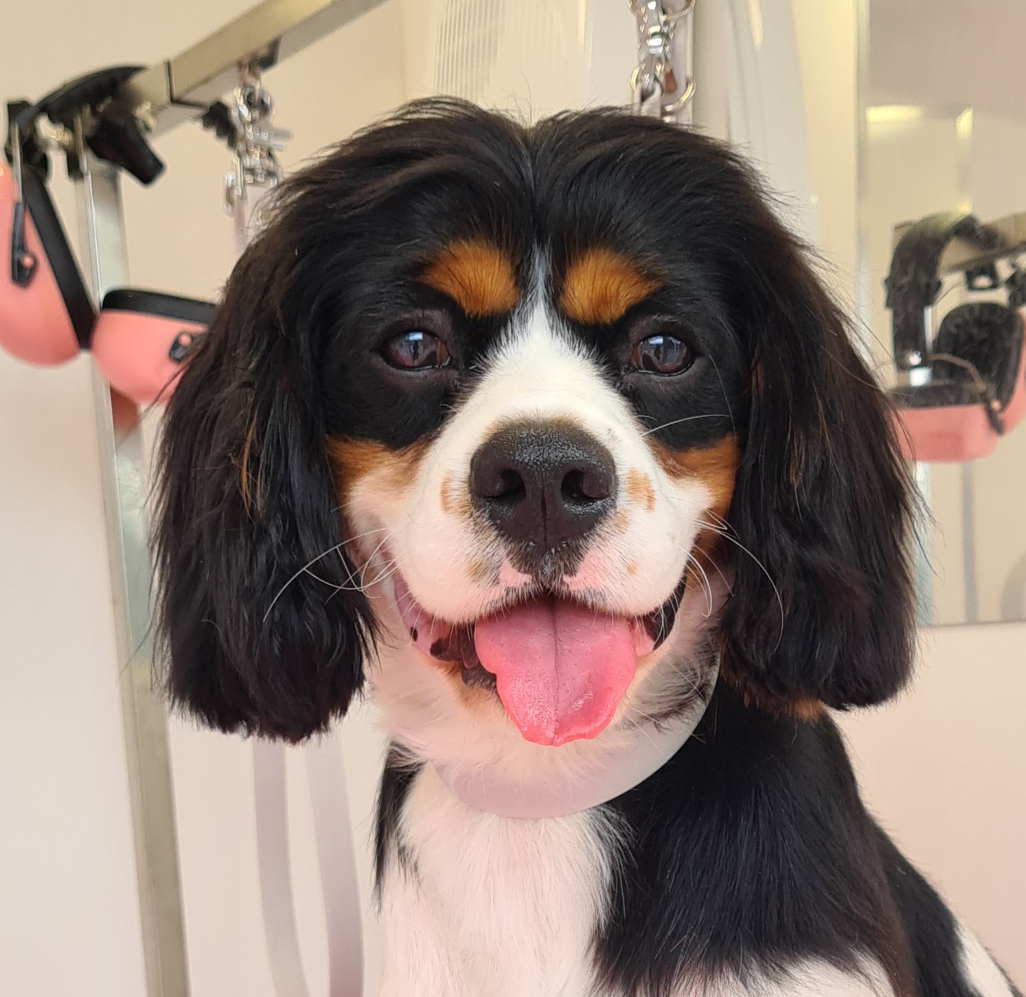 Emily - Owner of Ziggy